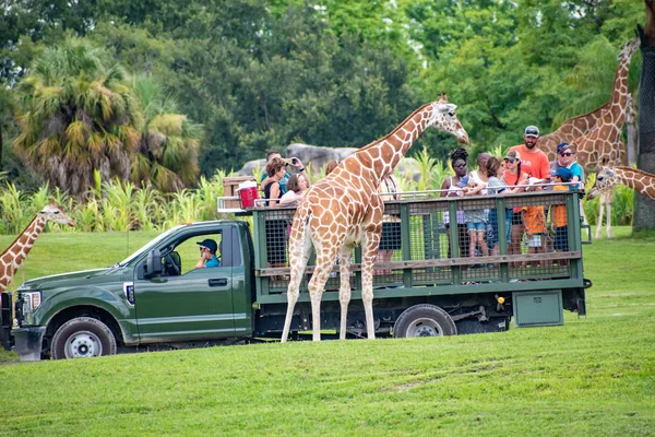 Tampa Bay Florida Julho 2019 Girafa Esperando Folhas Alface Pessoas — Fotografia de Stock