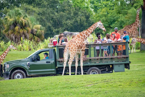 Tampa Bay Florida Julho 2019 Girafa Esperando Folhas Alface Pessoas — Fotografia de Stock