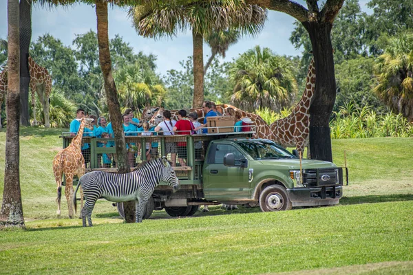 Tampa Bay Florida Juli 2019 Giraffe Wartet Auf Salatblätter Von — Stockfoto