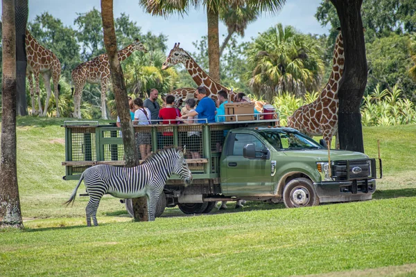 Tampa Bay Florida Juli 2019 Giraffe Wartet Auf Salatblätter Von — Stockfoto