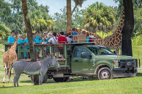 Tampa Bay Florida Juli 2019 Safari Truck Entfernt Sich Von