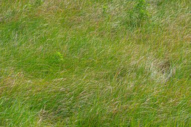 Orlando, Florida 'da. 09 Temmuz 2019 Orlando Havaalanı bölgesinde bataklık bitki örtüsü.