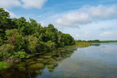 Orlando, Florida 'da. 09 Temmuz 2019. Orlando Uluslararası Havaalanı bölgesinde yeşil orman ve bataklık bitki örtüsü 4
