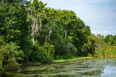 Orlando, Florida 'da. 09 Temmuz 2019. Orlando Uluslararası Havaalanı bölgesinde yeşil orman ve bataklık bitki örtüsü 7.