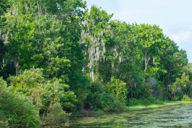 Orlando, Florida 'da. 09 Temmuz 2019. Orlando Uluslararası Havaalanı bölgesinde yeşil orman ve bataklık bitki örtüsü 5