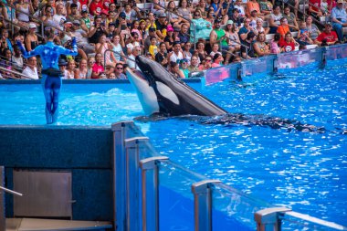 Orlando, Florida 'da. 18 Temmuz 2019. SeaWorld 4 ' te bir okyanus şovunda eğlenceli görkemli Katil balinaları olan insanlar.