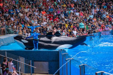 Orlando, Florida 'da. 18 Temmuz 2019. SeaWorld 11 ' de One Ocean şovunda eğlenceli görkemli Katil balinaları olan insanlar