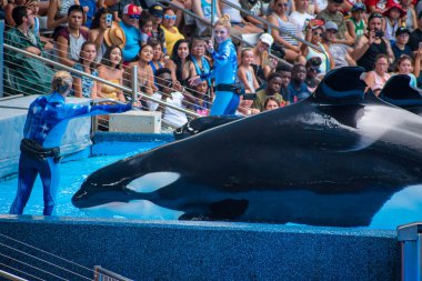 Orlando, Florida 'da. 18 Temmuz 2019. SeaWorld 15 ' te bir okyanus şovunda eğlenceli görkemli Katil balinaları olan insanlar