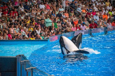 Orlando, Florida 'da. 18 Temmuz 2019. İnsanlar SeaWorld 21 bir okyanus gösterisi eğlenceli görkemli katil balinalar sahip