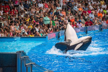 Orlando, Florida 'da. 18 Temmuz 2019. SeaWorld 22 ' de One Ocean şovunda eğlenceli görkemli Katil balinaları olan insanlar
