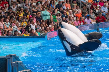Orlando, Florida 'da. 18 Temmuz 2019. İnsanlar SeaWorld 24 bir okyanus gösterisi eğlenceli görkemli katil balinalar sahip