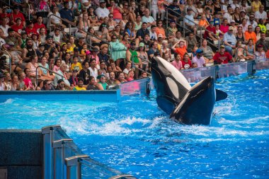 Orlando, Florida 'da. 18 Temmuz 2019. İnsanlar SeaWorld 23 bir okyanus göstermek eğlenceli görkemli katil balinalar sahip