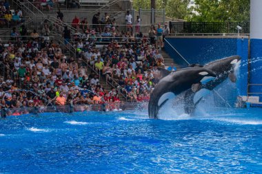 Orlando, Florida 'da. 18 Temmuz 2019. SeaWorld 6 ' da bir okyanus şovunda atlama güzel katil balinalar