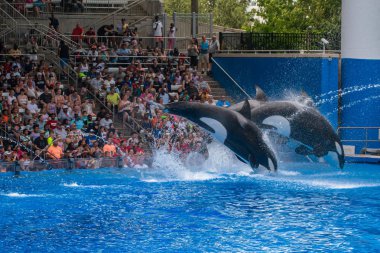 Orlando, Florida 'da. 18 Temmuz 2019. SeaWorld 8 ' de One Ocean şovunda atlama güzel katil balinalar.