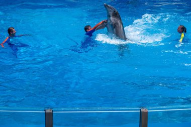 Orlando, Florida 'da. 18 Temmuz 2019. SeaWorld at eğitmen ile yunus dans