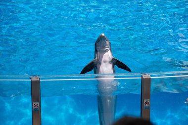 Orlando, Florida 'da. 18 Temmuz 2019. Dolphin gün SeaWorld 2 ' de göstermek halk tebrik yunus