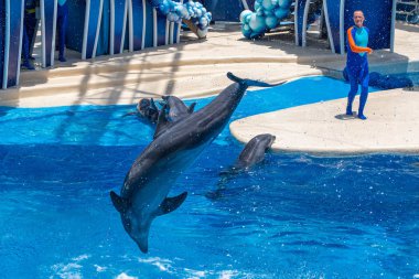 Orlando, Florida 'da. 18 Temmuz 2019. Dolphin Days üzerinde yunus atlama SeaWorld 1 göster