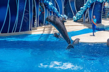 Orlando, Florida 'da. 18 Temmuz 2019. Dolphin Days üzerinde yunus atlama SeaWorld 2 göster