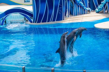 Orlando, Florida 'da. 18 Temmuz 2019. Dolphin Days atlama yunuslar SeaWorld 4 göster.