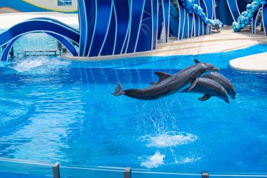 Orlando, Florida 'da. 18 Temmuz 2019. Dolphin Days atlama yunuslar SeaWorld 6 göster