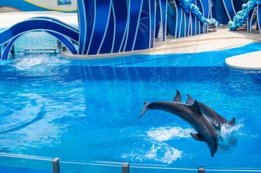 Orlando, Florida 'da. 18 Temmuz 2019. Dolphin Days atlama yunuslar SeaWorld 7 göster.