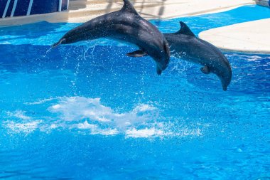 Orlando, Florida 'da. 18 Temmuz 2019. Dolphin Days atlama yunuslar SeaWorld 43 göster