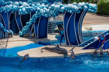 Orlando, Florida 'da. 18 Temmuz 2019. Dolphin Days 'de oynayan yunuslar SeaWorld 1 ' de gösteriyor.