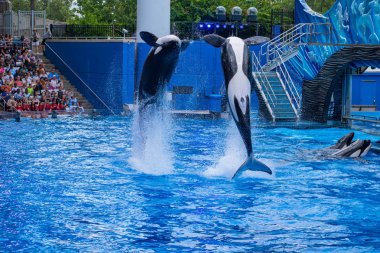 Orlando, Florida 'da. 18 Temmuz 2019. SeaWorld 1 bir okyanus gösterisi atlama görkemli katil balinalar
