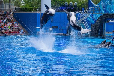 Orlando, Florida 'da. 18 Temmuz 2019. SeaWorld 2 ' de One Ocean şovunda atlama görkemli katil balinalar