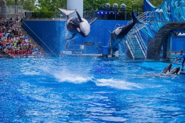 Orlando, Florida 'da. 18 Temmuz 2019. SeaWorld 3 ' te One Ocean şovunda atlama görkemli katil balinalar.