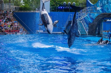 Orlando, Florida 'da. 18 Temmuz 2019. SeaWorld 4 ' te One Ocean şovunda atlama görkemli katil balinalar