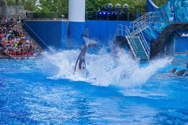 Orlando, Florida 'da. 18 Temmuz 2019. SeaWorld 5 ' te One Ocean şovunda atlama görkemli katil balinalar