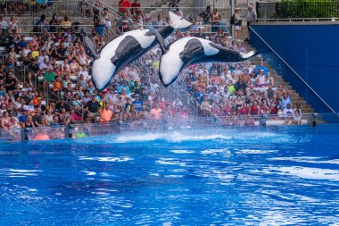 Orlando, Florida 'da. 18 Temmuz 2019. SeaWorld 11 ' de One Ocean şovunda atlama görkemli katil balinalar