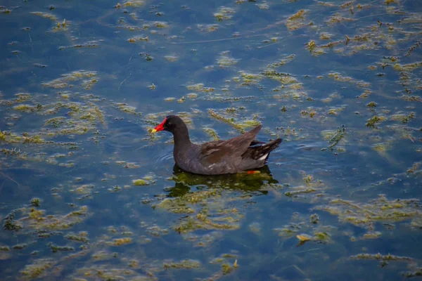 Orlando Florida Julio 2019Pequeño Pato Nadando Pantano Área Del Aeropuerto —  Fotos de Stock