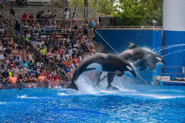 Orlando Floride Juillet 2019 Beaux Épaulards Sautant Dans Spectacle Océanique — Photo