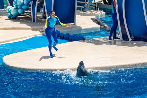 Orlando Florida July 2019 Dolphin Trainers Dolphin Days Show Seaworld — Stock Photo, Image