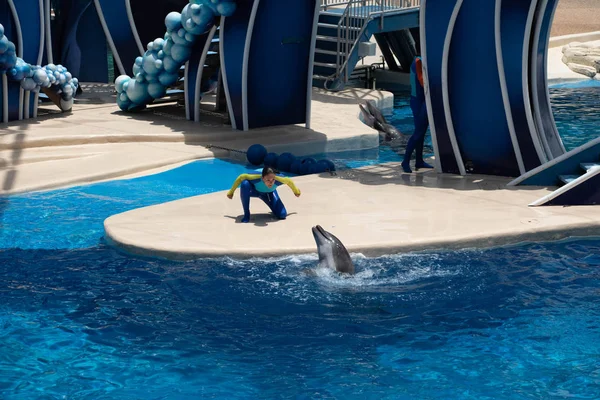 Orlando Floride Juillet 2019 Dauphins Entraîneurs Dans Spectacle Dolphin Days — Photo