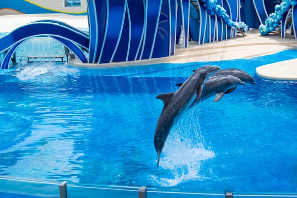 Orlando Florida Julho 2019 Golfinhos Pulando Show Dolphin Days Seaworld — Fotografia de Stock