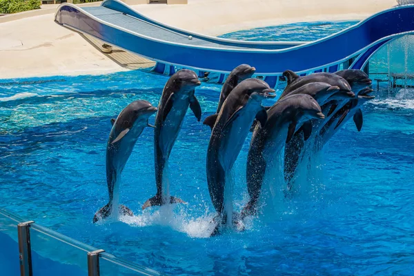 Orlando Florida July 2019 Dolphins Jumping Dolphin Days Show Seaworld — Stock Photo, Image