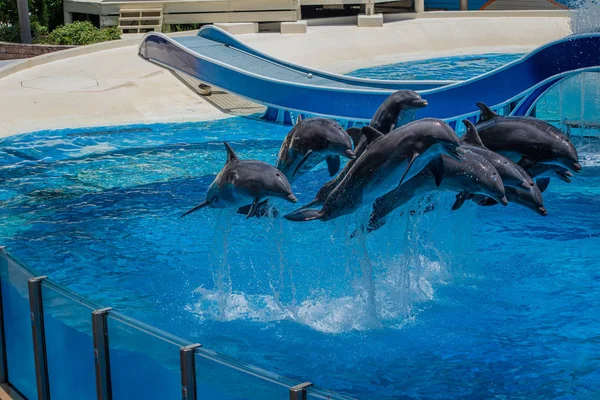 Orlando Florida Julho 2019 Golfinhos Pulando Show Dolphin Days Seaworld — Fotografia de Stock