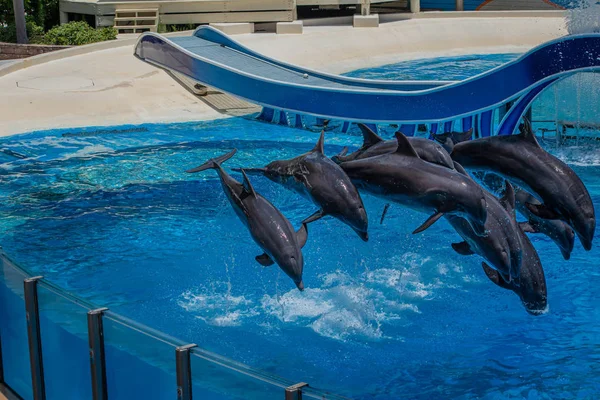 Orlando Florida Julho 2019 Golfinhos Pulando Show Dolphin Days Seaworld — Fotografia de Stock