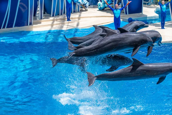 Orlando Florida Julio 2019 Delfines Saltando Dolphin Days Show Seaworld — Foto de Stock
