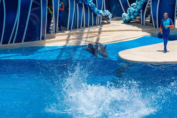 Orlando Florida July 2019 Dolphins Playing Dolphin Days Show Seaworld — Stock Photo, Image