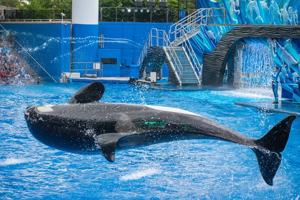 Orlando Florida Července 2019 Majestátní Zabijácký Velryba Planetě — Stock fotografie