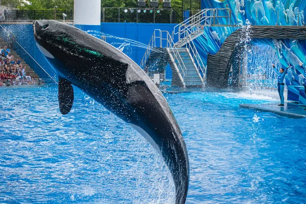 Orlando Florida Července 2019 Majestátní Zabijácký Velryba Planetě — Stock fotografie
