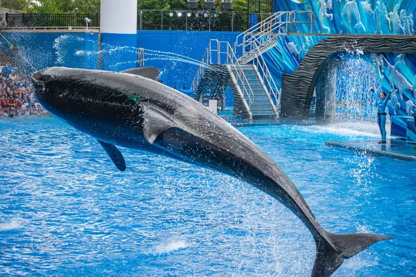 Orlando Florida Julho 2019 Majestic Killer Whale Jumping Seaworld — Fotografia de Stock