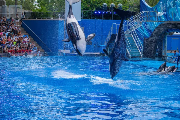 Orlando Florida Julio 2019 Majestuosas Orcas Saltando One Ocean Show — Foto de Stock