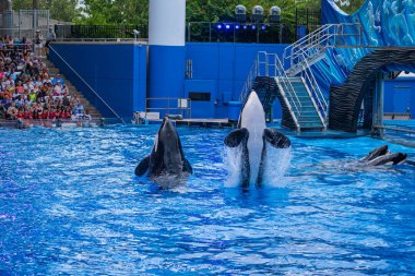 Orlando, Florida 'da. 18 Temmuz 2019. SeaWorld 16 ' da One Ocean şovunda atlama görkemli katil balinalar