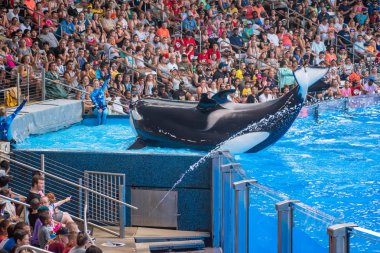 Orlando, Florida 'da. 18 Temmuz 2019. SeaWorld 2 ' de görkemli katil balinalar ile bir okyanus gösterisi zevk insanlar