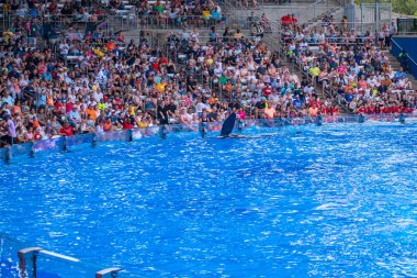 Orlando, Florida 'da. 18 Temmuz 2019. SeaWorld 3 ' te bir okyanus şovunda eğlenceli görkemli Katil balinaları olan insanlar